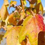 Ambrovník styraxový (Liquidambar styraciflua) ‘GOLDEN SUN’®- výška 80-100 cm, kont. C5L